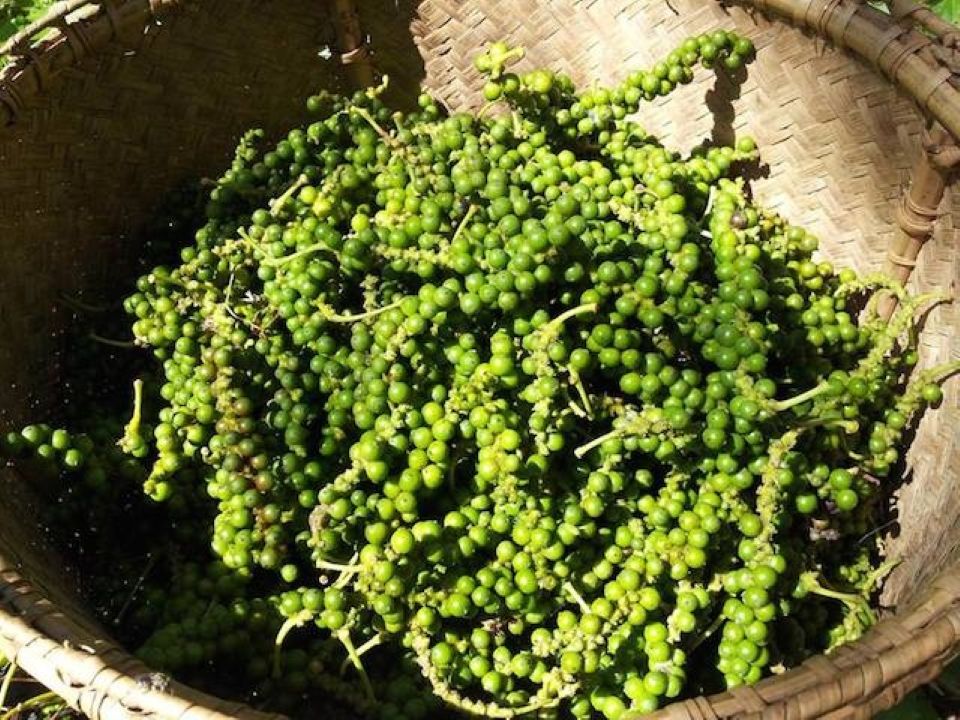 Giá nông sản ngày 12/7/2026: Cà phê đảo chiều giảm sâu