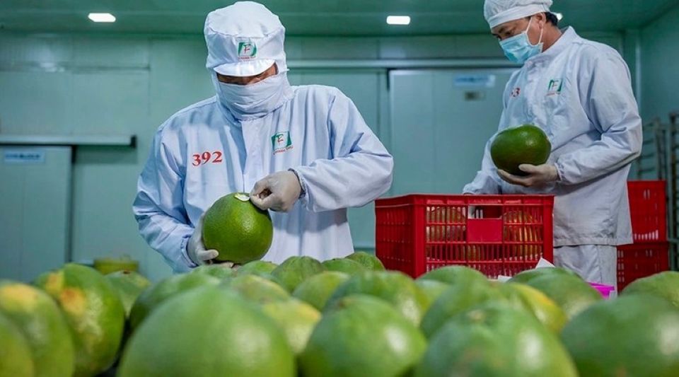 Xuất khẩu nông lâm thủy sản từ 70 đến 100 tỷ USD: Cần những bước đột phá mới
