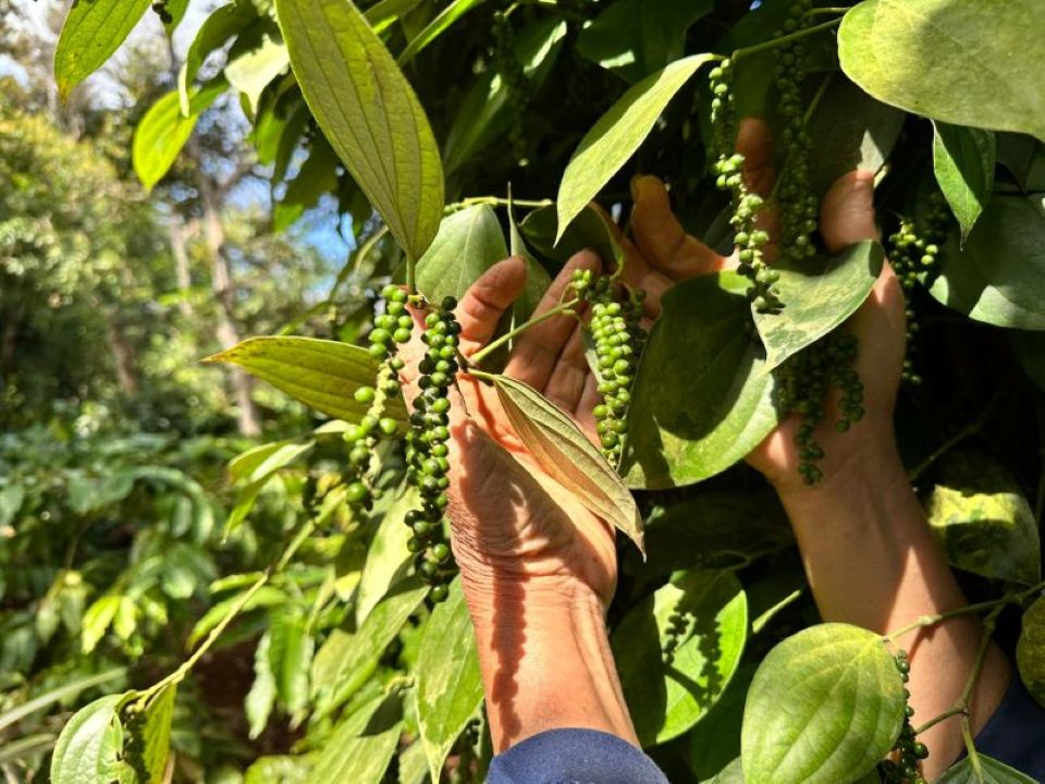 Giá nông sản ngày 15/7/2026: Hồ tiêu và cà phê đồng loạt hạ nhiệt