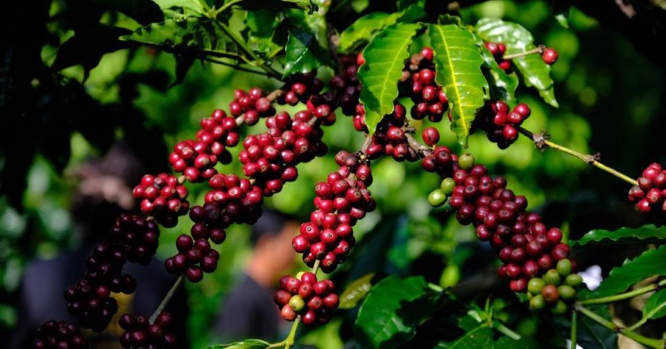 Giá nông sản ngày 18/7/2026: Cà phê giảm sâu, hồ tiêu vượt 140.000 đồng/kg