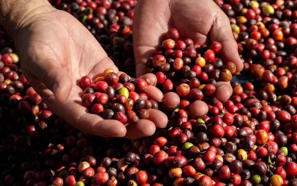 Giá nông sản ngày 20/7/2026: Cà phê áp sát mốc 98.000 đồng/kg, hồ tiêu hạ nhiệt