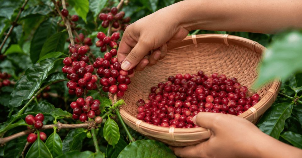 Giá nông sản ngày 21/7/2026: Cà phê tiến sát mốc 100.000 đồng/kg, heo hơi quay đầu giảm nhẹ