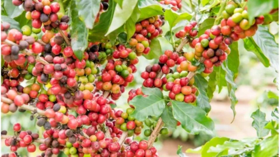 Giá nông sản ngày 23/7/2026: Cà phê mất mốc 97.000 đồng/kg, heo hơi tiếp tục hạ nhiệt
