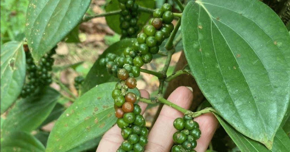 Giá nông sản ngày 23/7/2026: Cà phê mất mốc 97.000 đồng/kg, heo hơi tiếp tục hạ nhiệt