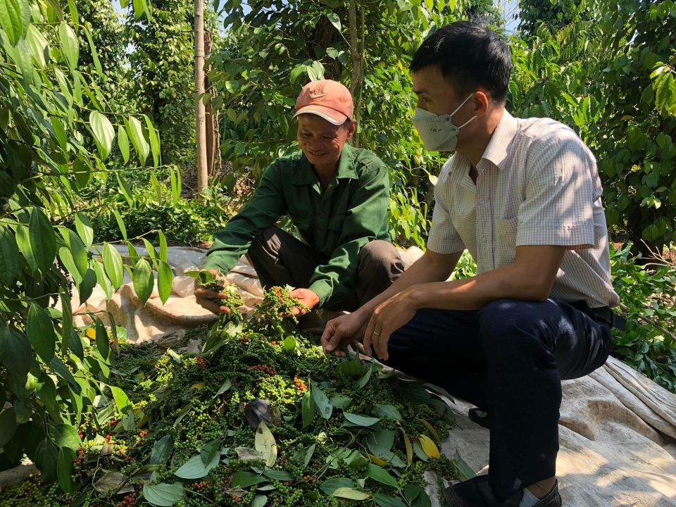 Giá nông sản ngày 25/7/2026: Cà phê tiếp đà đi xuống, hồ tiêu bất ngờ bật tăng