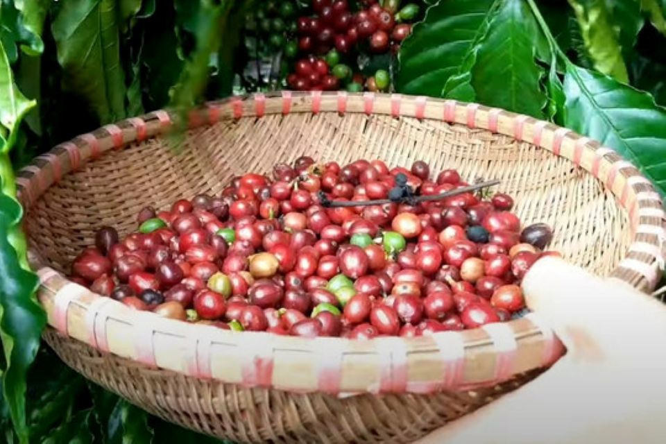 Giá nông sản ngày 26/7/2026: Cà phê đi ngang, giá heo tiếp đà hạ nhiệt
