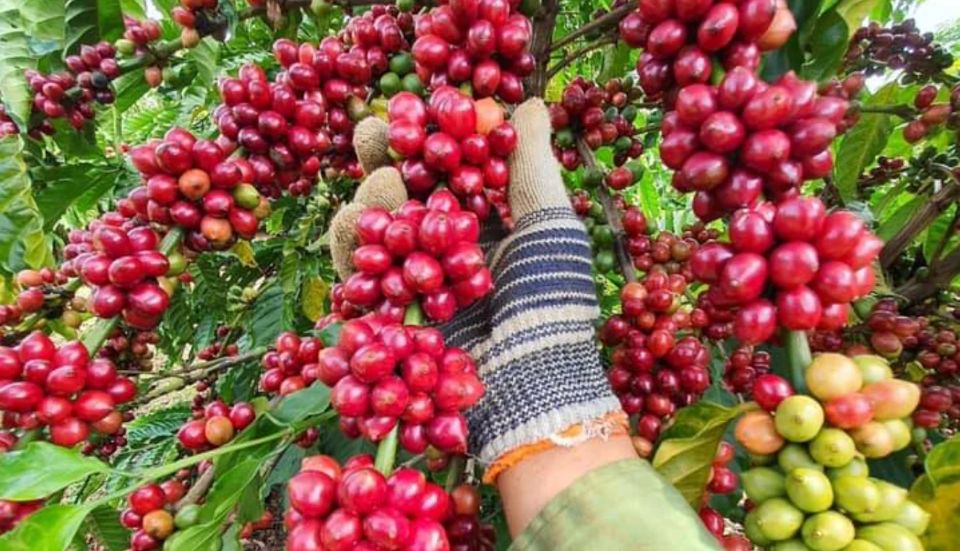 Giá nông sản ngày 28/7/2026: Hồ tiêu tăng nhẹ, heo hơi tiếp đà giảm