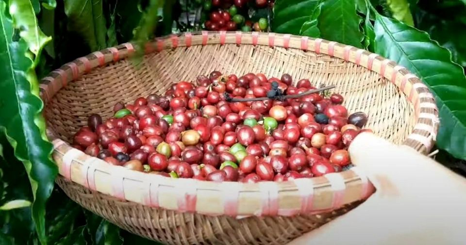 Giá nông sản ngày 29/7/2026: Cà phê và hồ tiêu lấy lại đà tăng