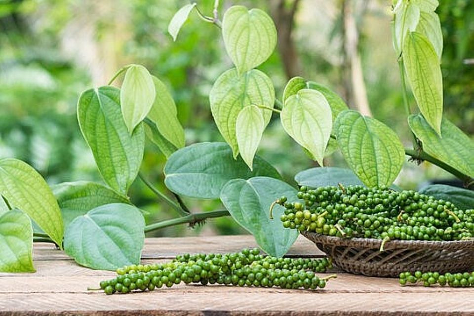 Giá nông sản ngày 30/7/2026: Cà phê và hồ tiêu tăng mạnh