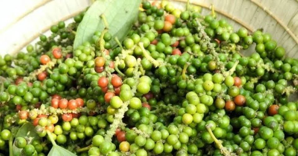 Giá nông sản ngày 1/8/2026: Cà phê và hồ tiêu đi ngang, heo hơi tiếp tục hạ nhiệt
