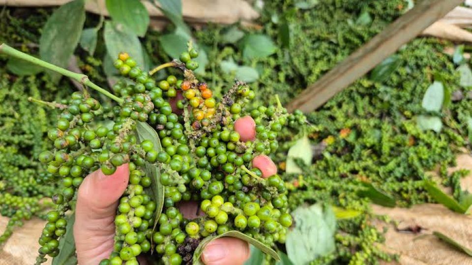 Giá nông sản ngày 2/8/2026: Cà phê tăng nhẹ, heo hơi tiếp tục hạ nhiệt