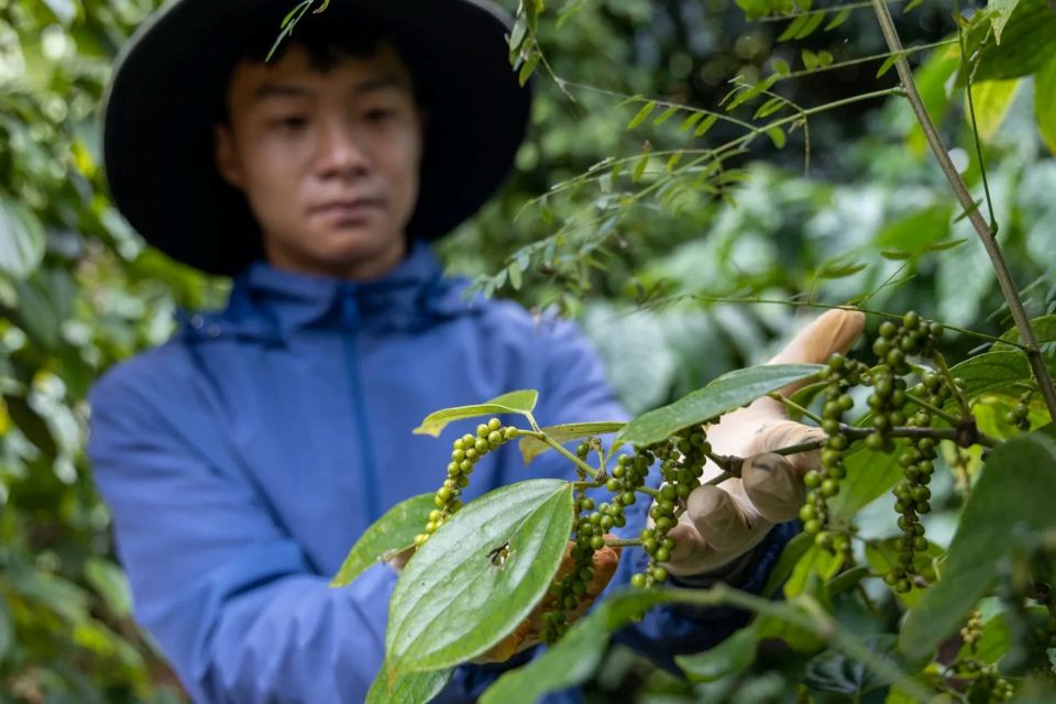 Giá nông sản ngày 3/8/2026: Cà phê bật tăng tiến sát 97.000 đồng/kg, hồ tiêu giảm nhẹ
