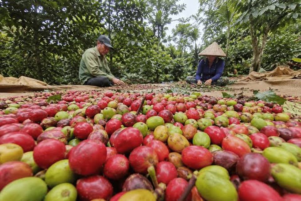 Giá nông sản ngày 7/8/2026: Cà phê áp sát mốc 100.000 đồng/kg, heo hơi mất mốc 63.000 đồng/kg