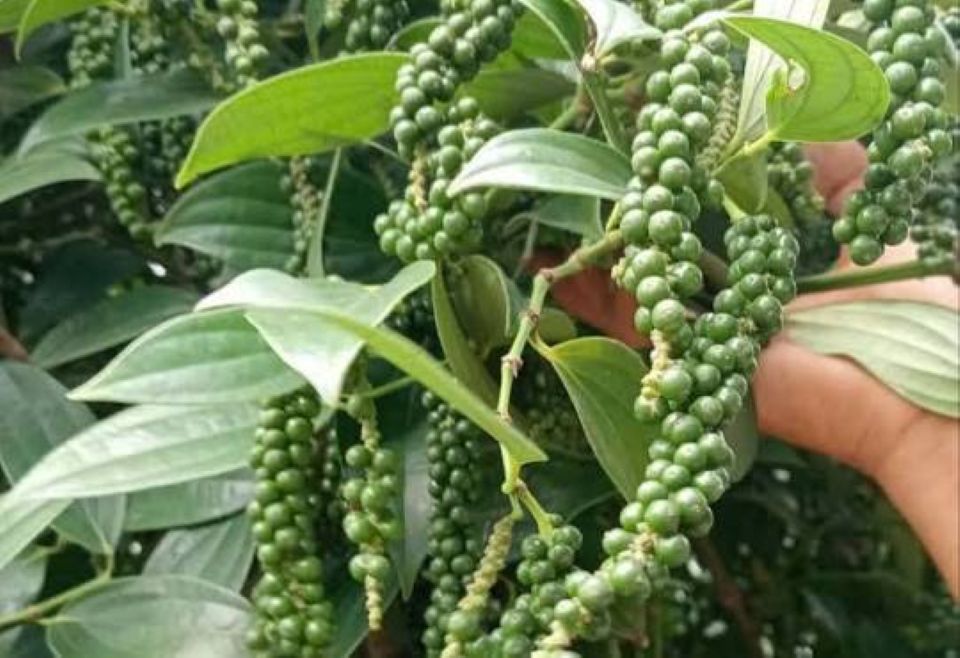 Giá nông sản ngày 7/8/2026: Cà phê áp sát mốc 100.000 đồng/kg, heo hơi mất mốc 63.000 đồng/kg