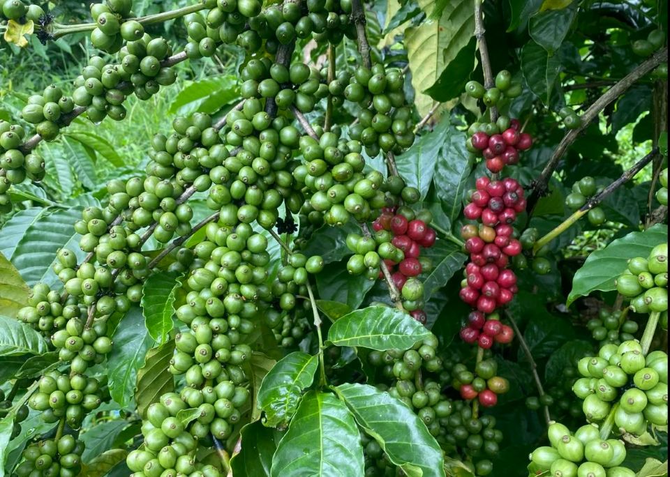 Giá nông sản ngày 10/8/2026: Cà phê áp sát mốc 100.000 đồng/kg