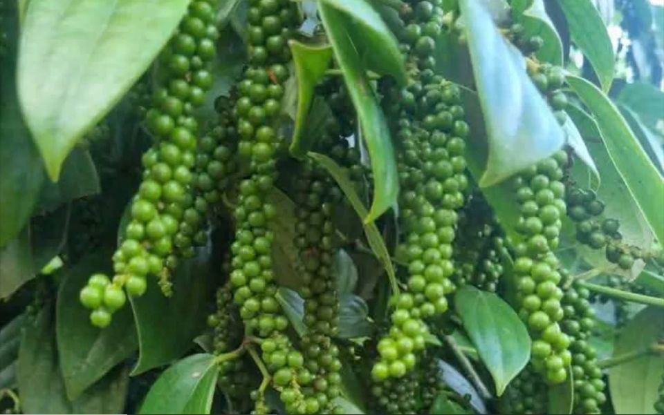 Giá nông sản ngày 10/8/2026: Cà phê áp sát mốc 100.000 đồng/kg