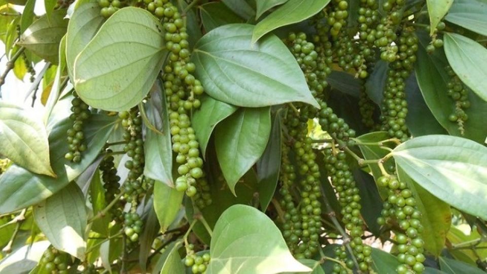 Giá nông sản ngày 13/8/2026: Cà phê và hồ tiêu đảo chiều giảm nhẹ