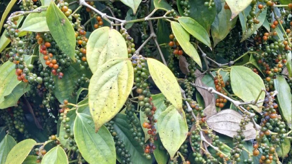 Giá nông sản ngày 15/8/2026: Cà phê giảm sâu rời xa mốc 100.000 đồng/kg