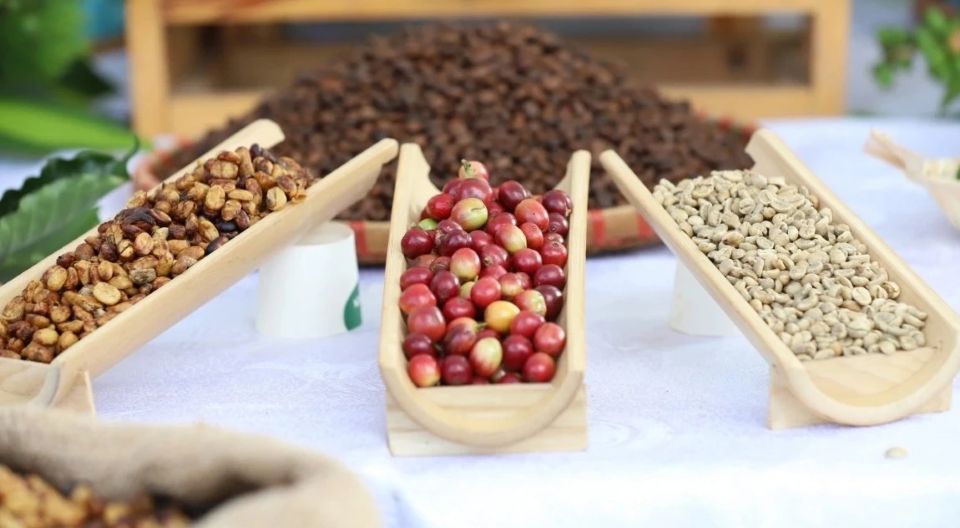 Giá nông sản ngày 17/8/2026: Cà phê mất mốc 95.000 đồng/kg, heo hơi tiếp đà giảm