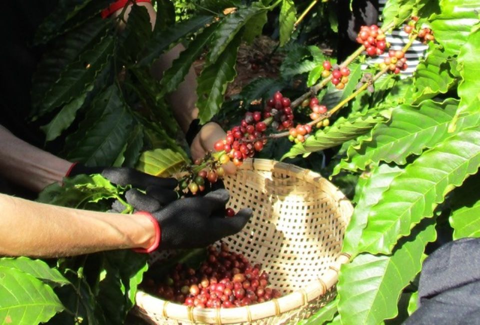 Giá nông sản ngày 20/8/2026: Cà phê và heo hơi đồng loạt khởi sắc