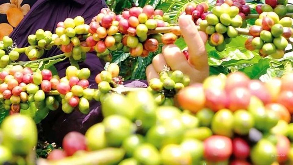 Giá nông sản ngày 24/8/2026: Cà phê áp sát 97.000 đồng/kg, heo hơi miền Bắc lập đỉnh mới