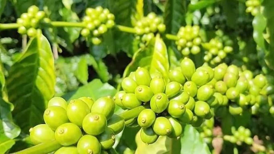 Giá nông sản ngày 26/8/2026: Cà phê bứt phá áp sát 100.000 đồng/kg