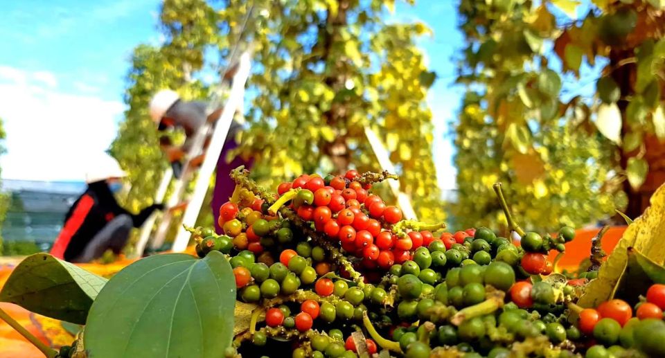 Giá nông sản ngày 26/8/2026: Cà phê bứt phá áp sát 100.000 đồng/kg