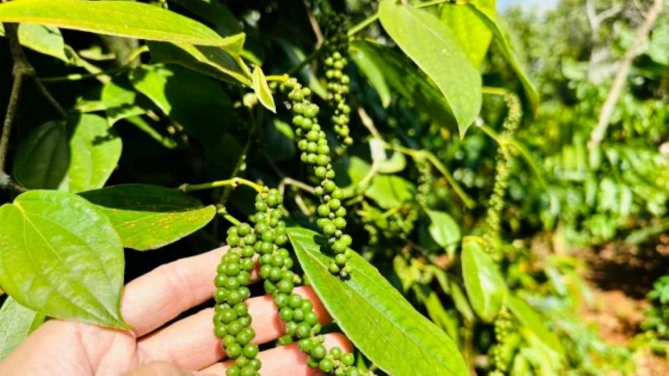 Giá nông sản ngày 28/8/2026: Cà phê tiếp tục giảm sâu