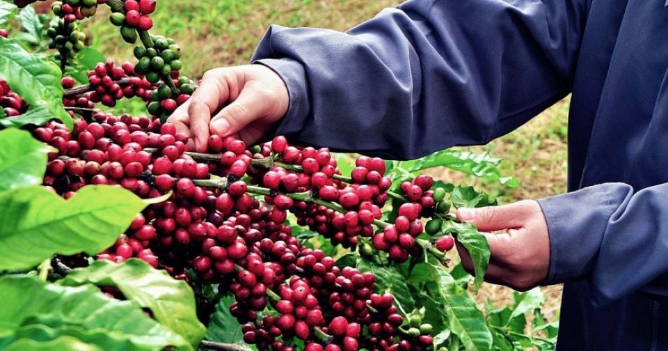 Giá nông sản ngày 28/8/2026: Cà phê tiếp tục giảm sâu