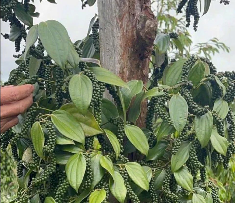Giá nông sản ngày 29/8/2026: Cà phê tiếp tục lao dốc