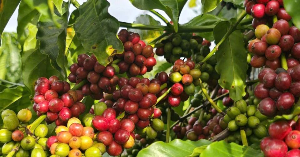 Giá nông sản ngày 30/8/2026: Hồ tiêu đảo chiều giảm mạnh