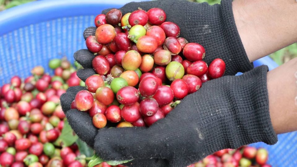 Giá nông sản ngày 31/8/2026: Cà phê xa rời mốc 100.000 đồng/kg