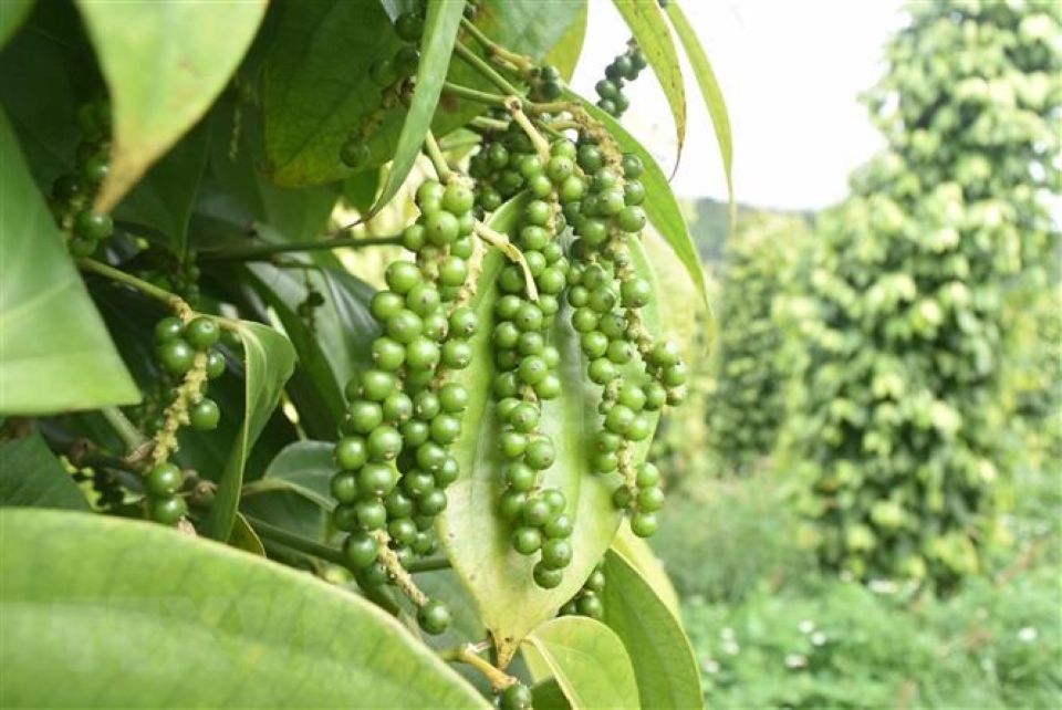 Giá nông sản ngày 31/8/2026: Cà phê xa rời mốc 100.000 đồng/kg
