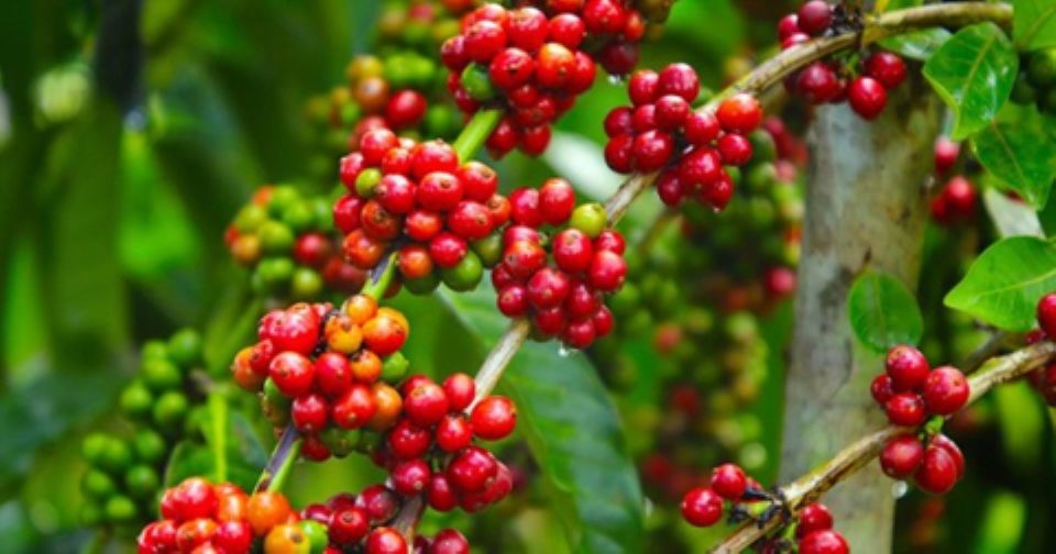 Giá nông sản ngày 1/9/2026: Cà phê đảo chiều tăng nhẹ sau chuỗi ngày giảm