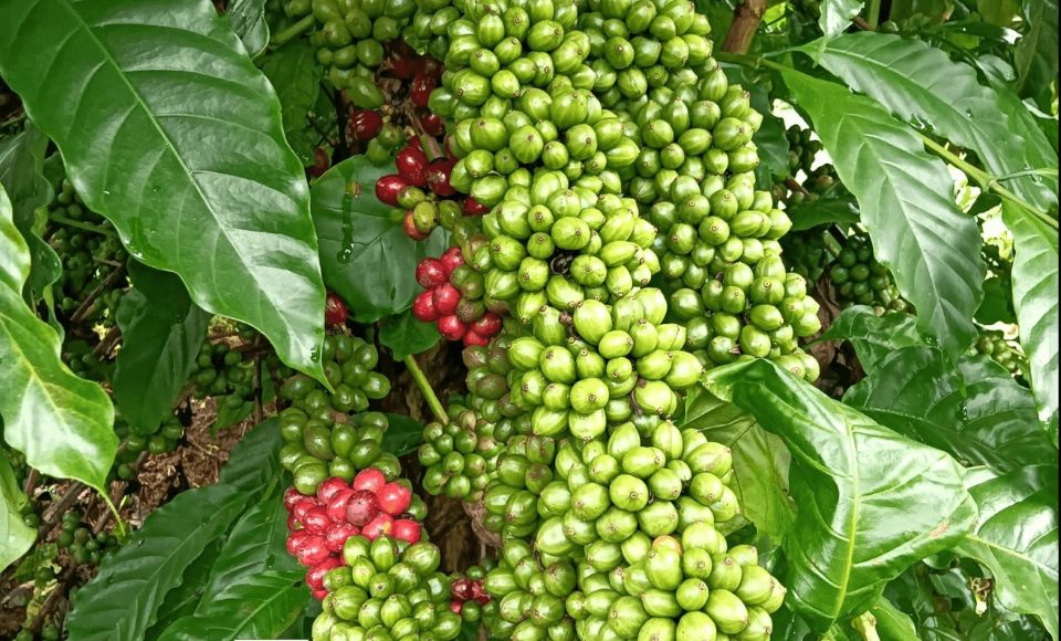 Giá nông sản ngày 5/9/2026: Cà phê tiếp tục lao dốc, heo hơi tái lập mốc 60.000 đồng/kg