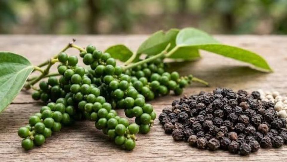Giá nông sản ngày 7/9/2026: Cà phê lùi sâu dưới ngưỡng 95.000 đồng/kg