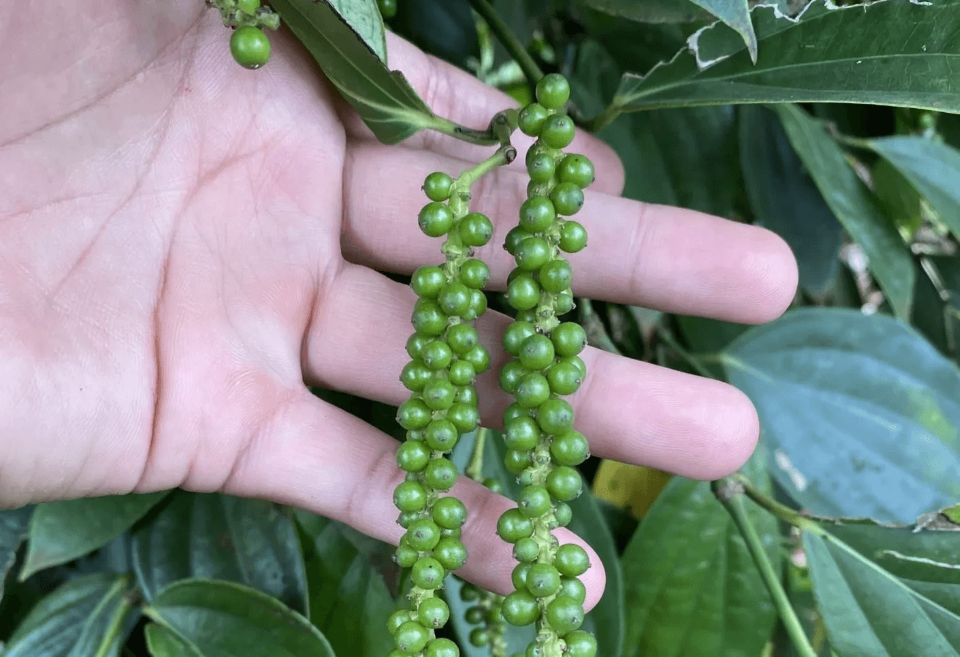 Giá nông sản ngày 9/9/2026: Cà phê giảm nhẹ, mất mốc 95.000 đồng/kg