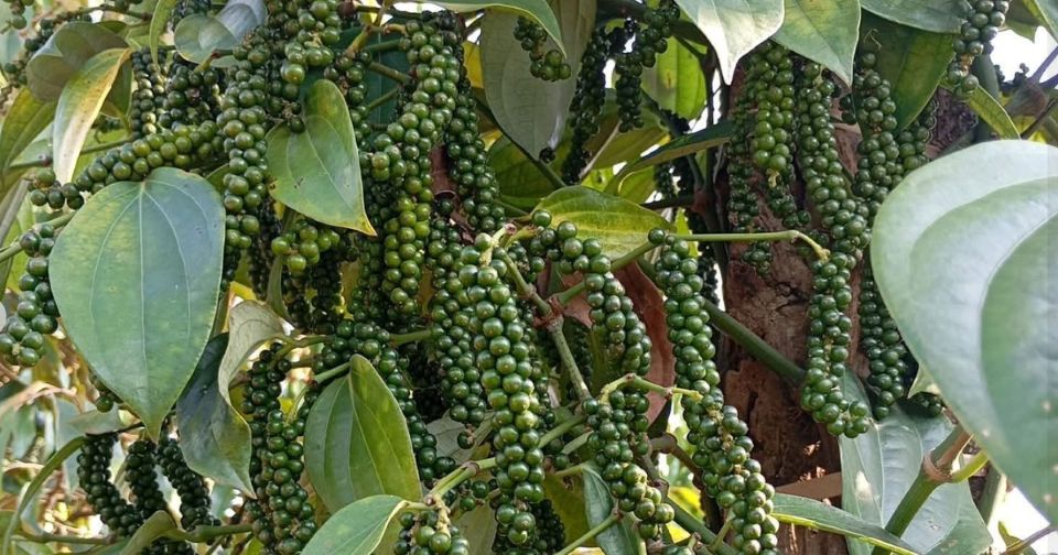 Giá nông sản ngày 11/9/2026: Cà phê và hồ tiêu neo cao