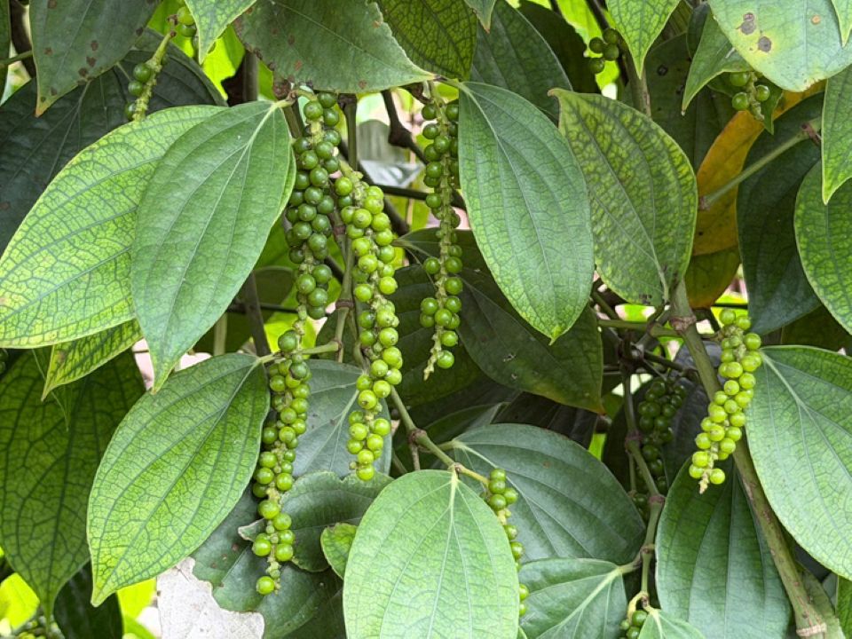 Giá nông sản ngày 12/9/2026: Cà phê và hồ tiêu neo cao, heo hơi mất mốc 60.000 đồng/kg