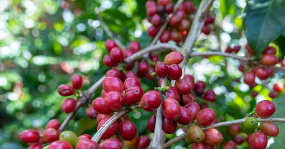 Giá nông sản ngày 13/9/2026: Cà phê hạ nhiệt, heo hơi chững lại quanh mốc 57.000 - 59.000 đồng/kg