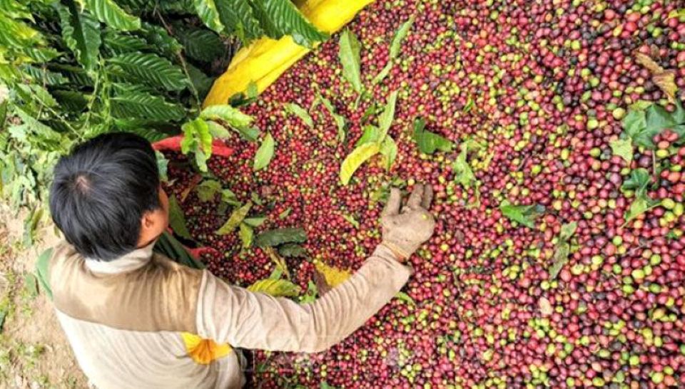 Giá nông sản ngày 14/9/2026: Cà phê và hồ tiêu giữ vững đà tăng trong tuần