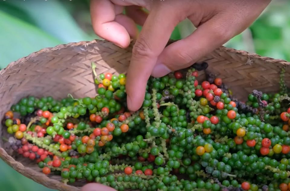 Giá nông sản ngày 14/9/2026: Cà phê và hồ tiêu giữ vững đà tăng trong tuần