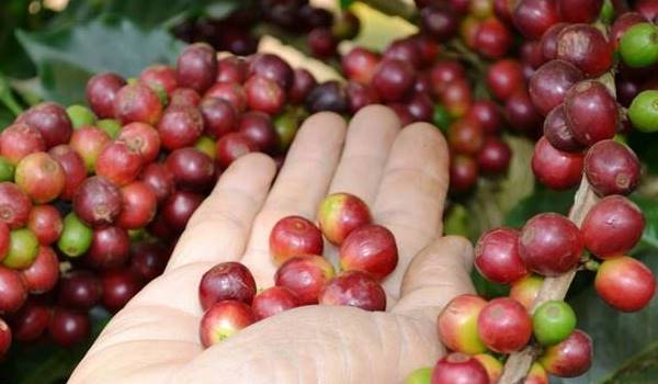 Giá nông sản ngày 15/9/2026: Cà phê và hồ tiêu tiếp tục đi ngang
