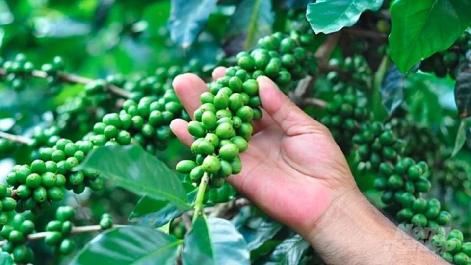 Giá nông sản ngày 19/9/2026: Cà phê tiếp tục giảm, rơi sâu khỏi mốc 95.000 đồng/kg