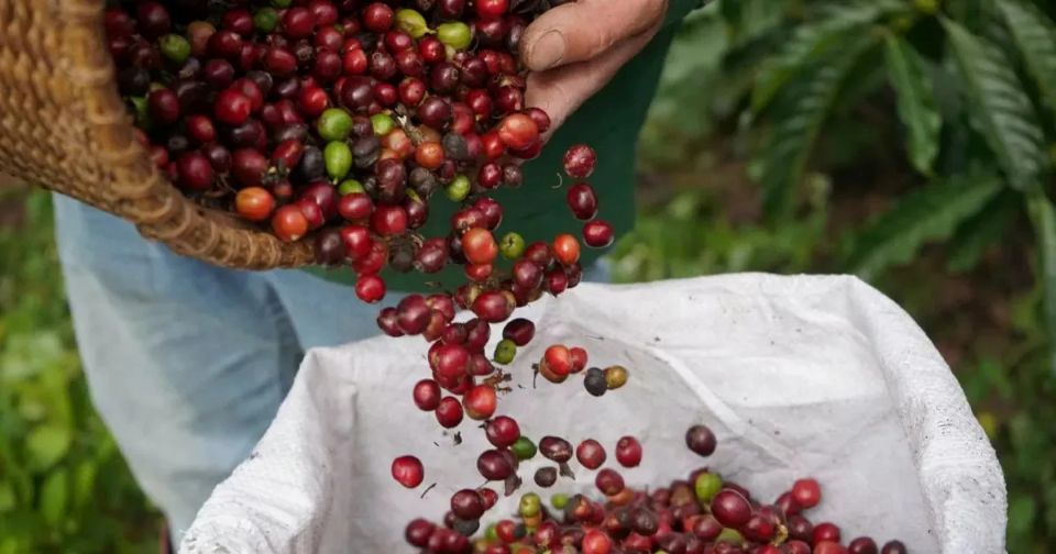 Giá nông sản ngày 24/9/2026: Cà phê và hồ tiêu đồng loạt giảm sâu