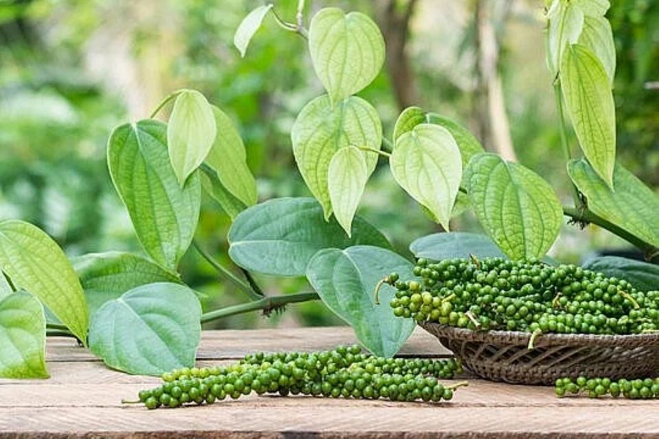 Giá nông sản ngày 28/9/2026: Cà phê ổn định, heo hơi giảm sâu