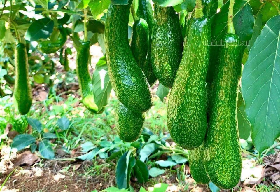 Xuất khẩu nông nghiệp 9 tháng: Chuyển từ lợi thế sản lượng sang giá trị