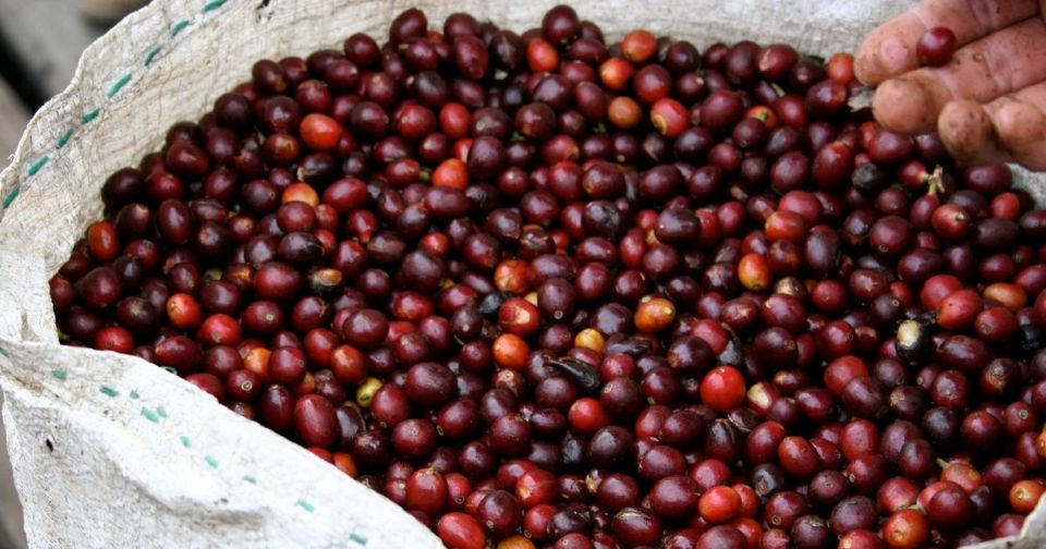 Giá nông sản ngày 30/9/2026: Cà phê bật tăng lấy lại mốc 94.000 đồng/kg