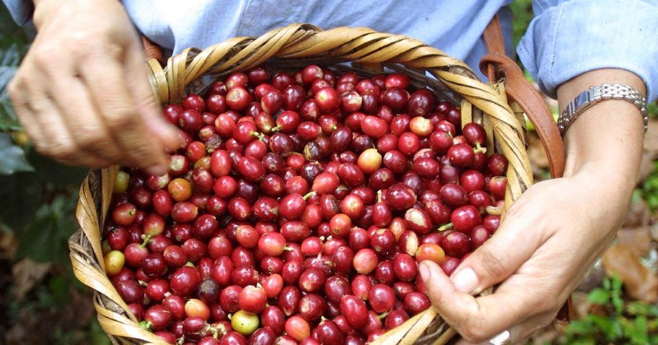 Giá nông sản ngày 2/10/2026: Cà phê bật tăng mạnh, heo hơi tiếp tục giảm rộng