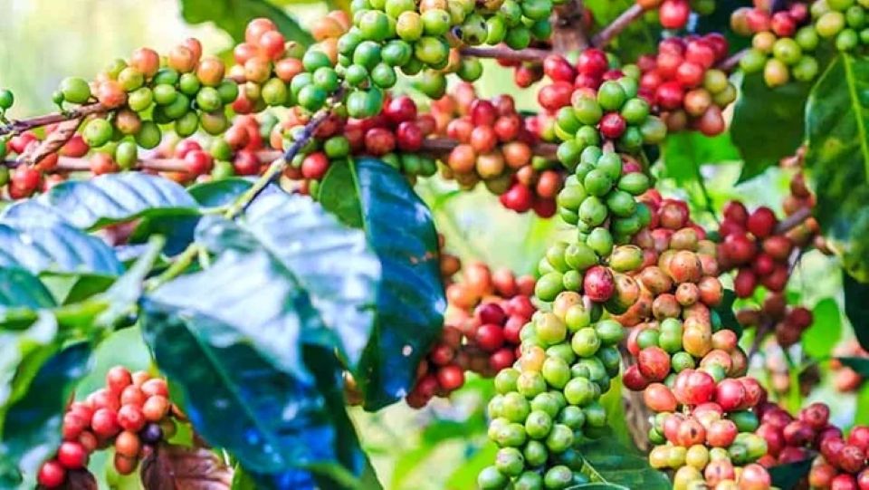 Giá nông sản ngày 6/10/2026: Cà phê đi ngang, heo hơi hạ nhiệt